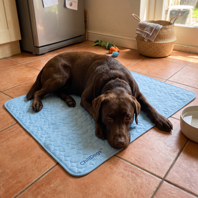 Customer Dog
