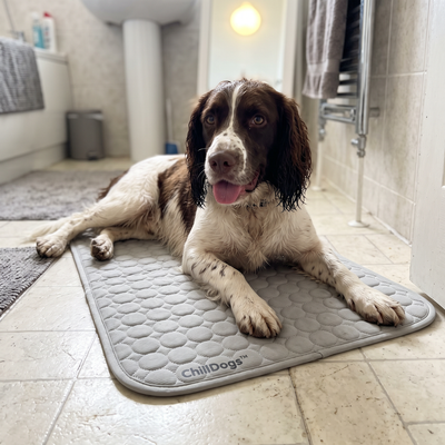 Customer Dog