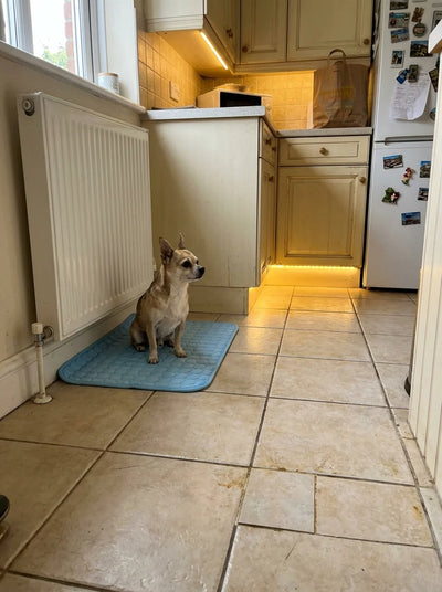 Customer Dog