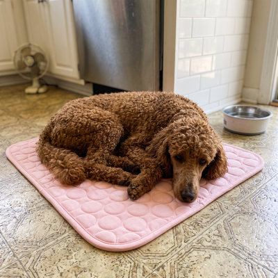 Customer Dog